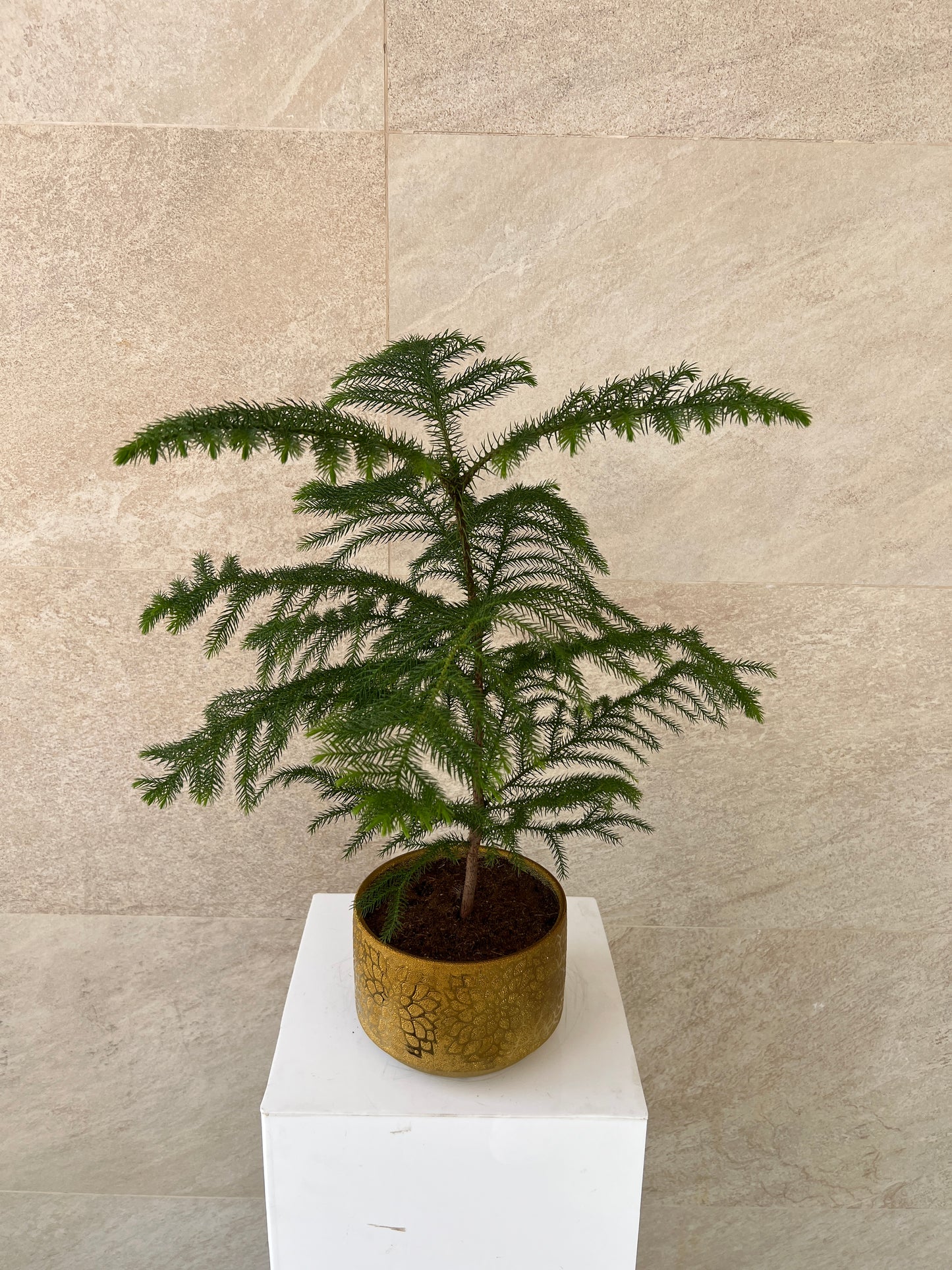 Araucaria Heterophylla Plant in Gold Pot