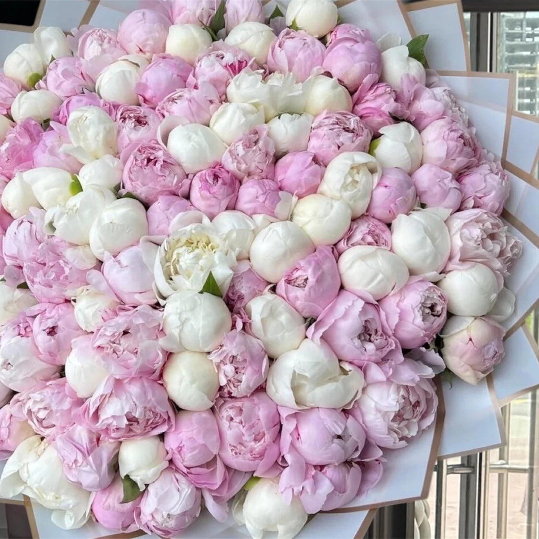 Peony Blush 101