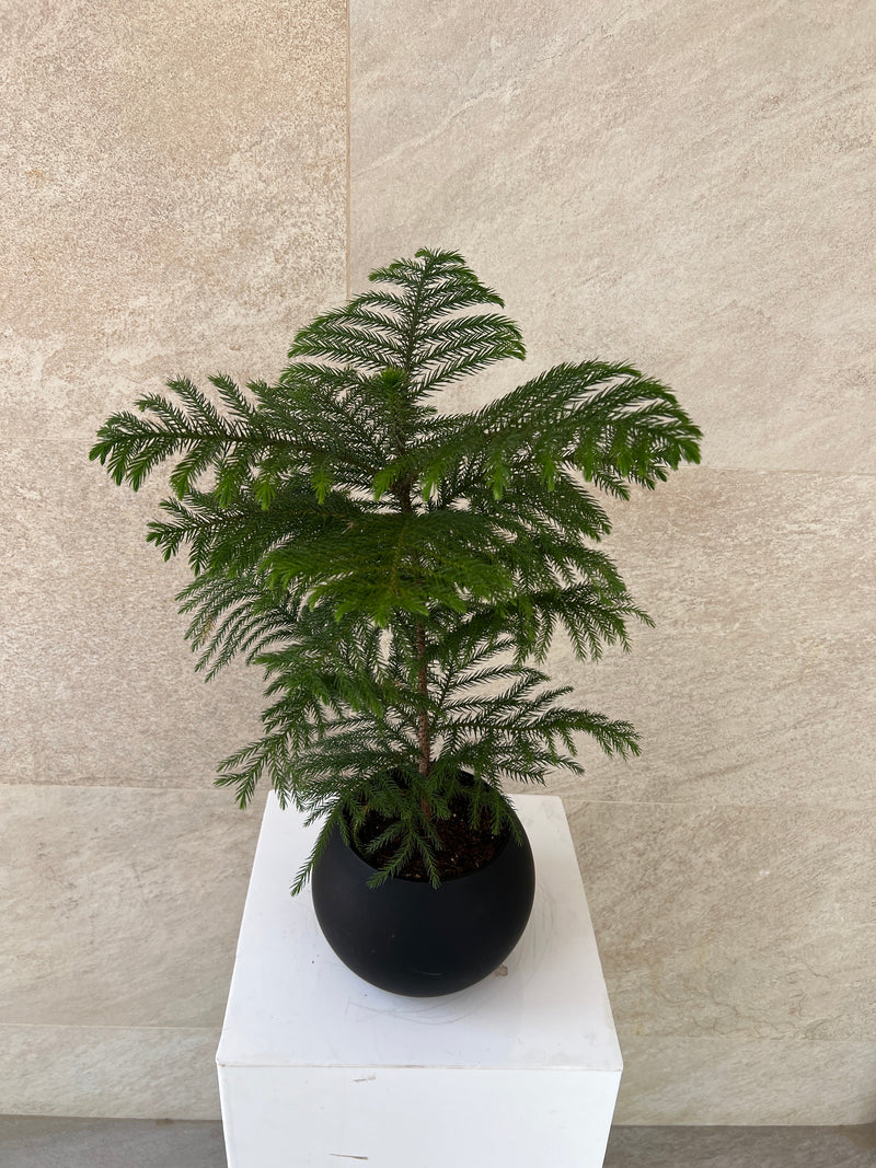 Fresh Natural Plants