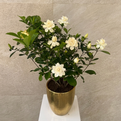 Gardenia Jasminoides in Golden Ceramic Pot