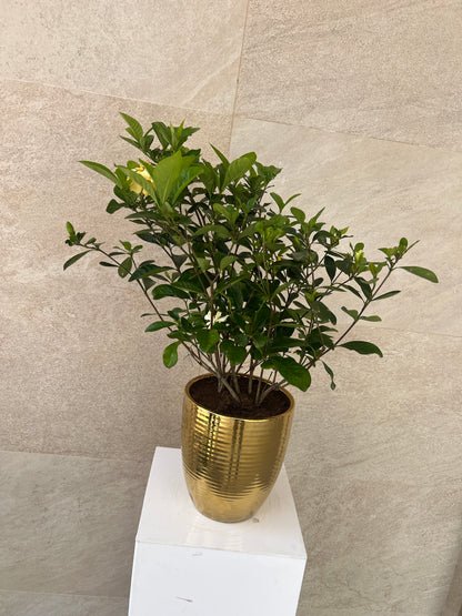 Gardenia Jasminoides in Golden Ceramic Pot