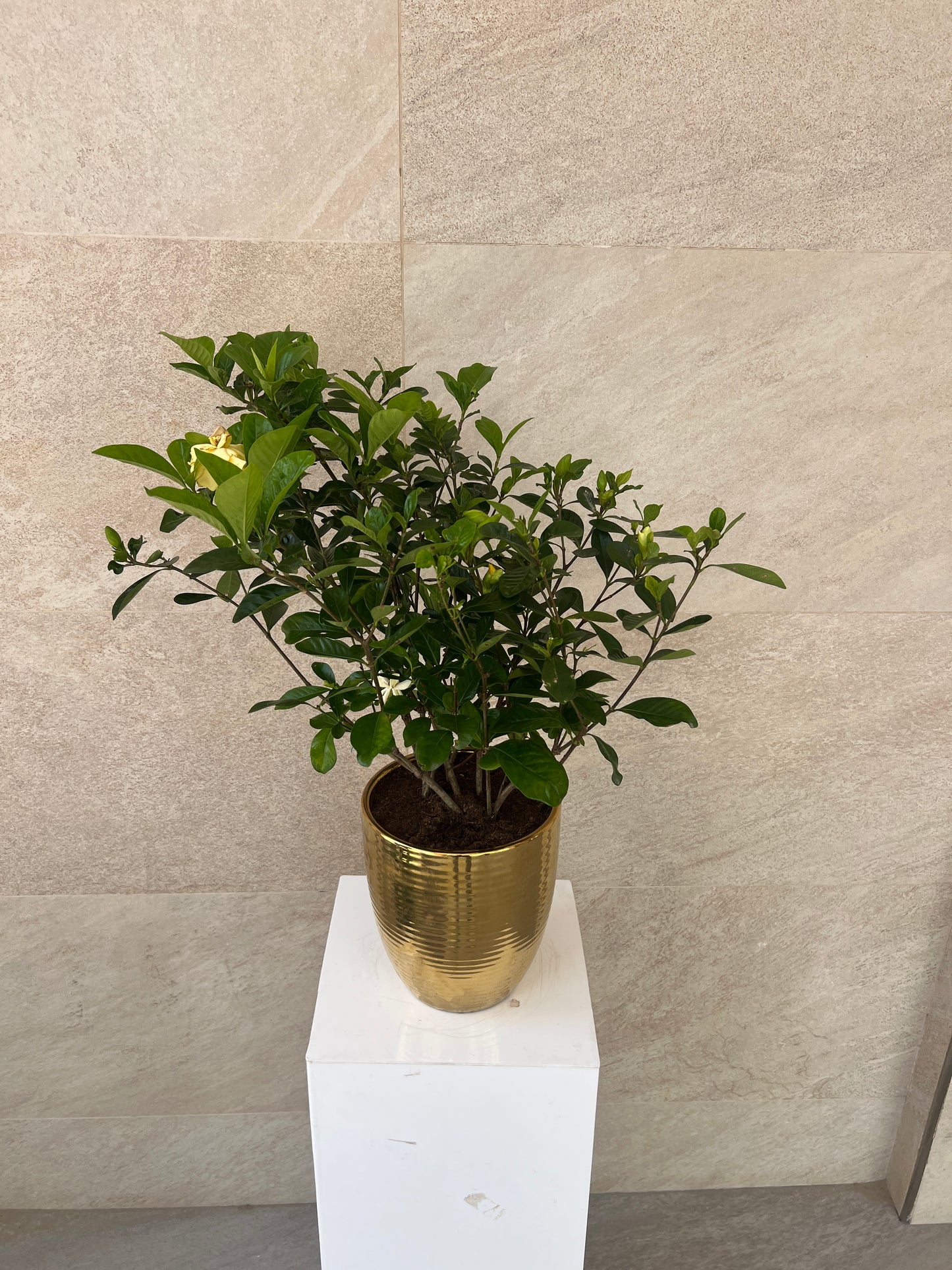Gardenia Jasminoides in Golden Ceramic Pot