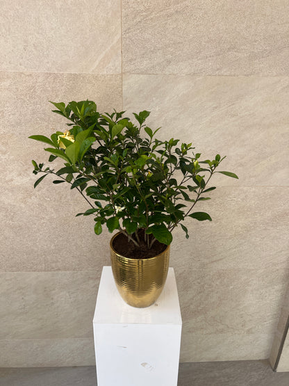 Gardenia Jasminoides in Golden Ceramic Pot