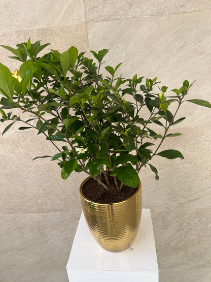 Gardenia Jasminoides in Golden Ceramic Pot