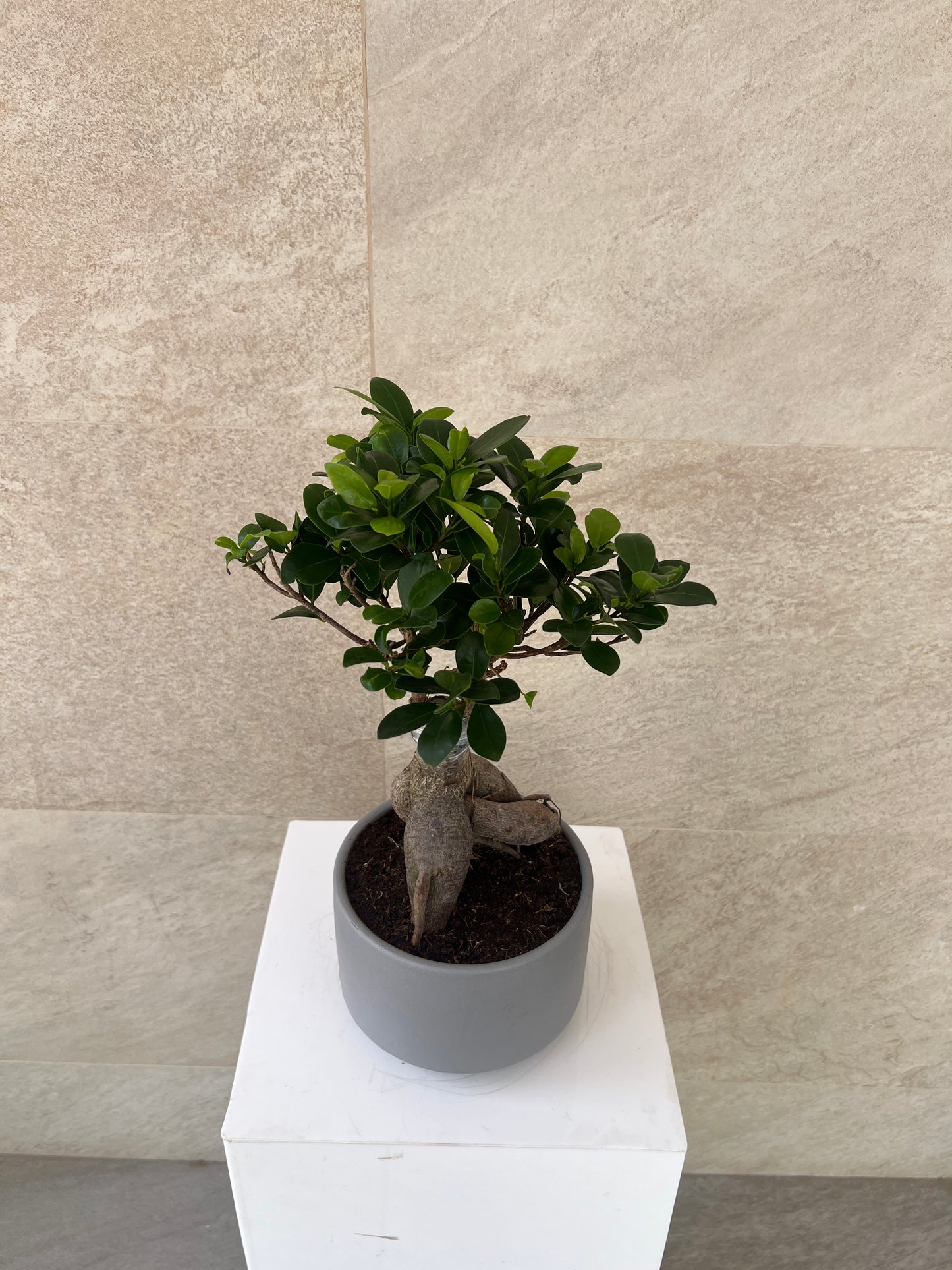 Ficus Bonsai Plant in Ceramic Pot