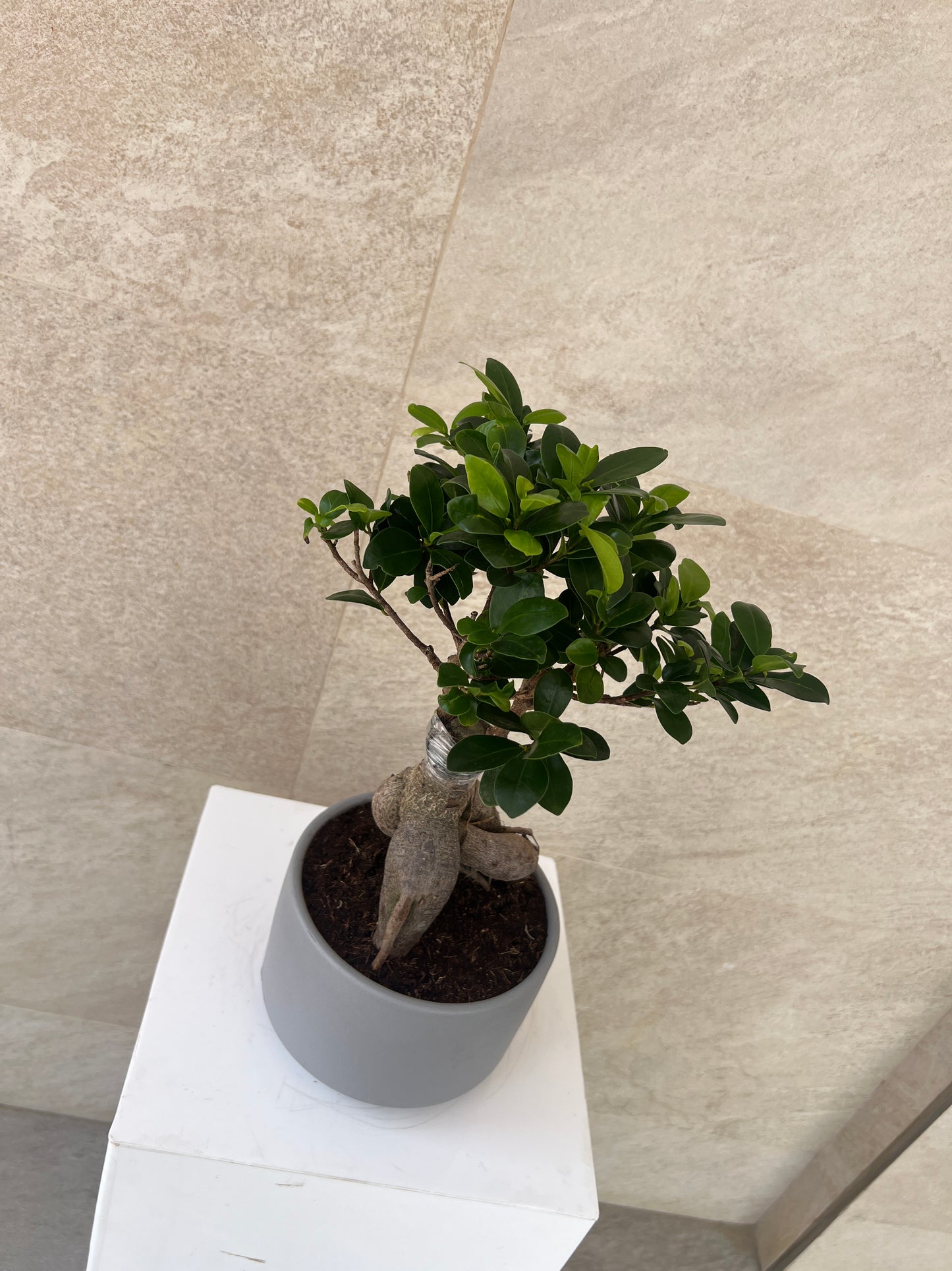 Ficus Bonsai Plant in Ceramic Pot