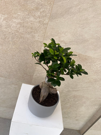 Ficus Bonsai Plant in Ceramic Pot