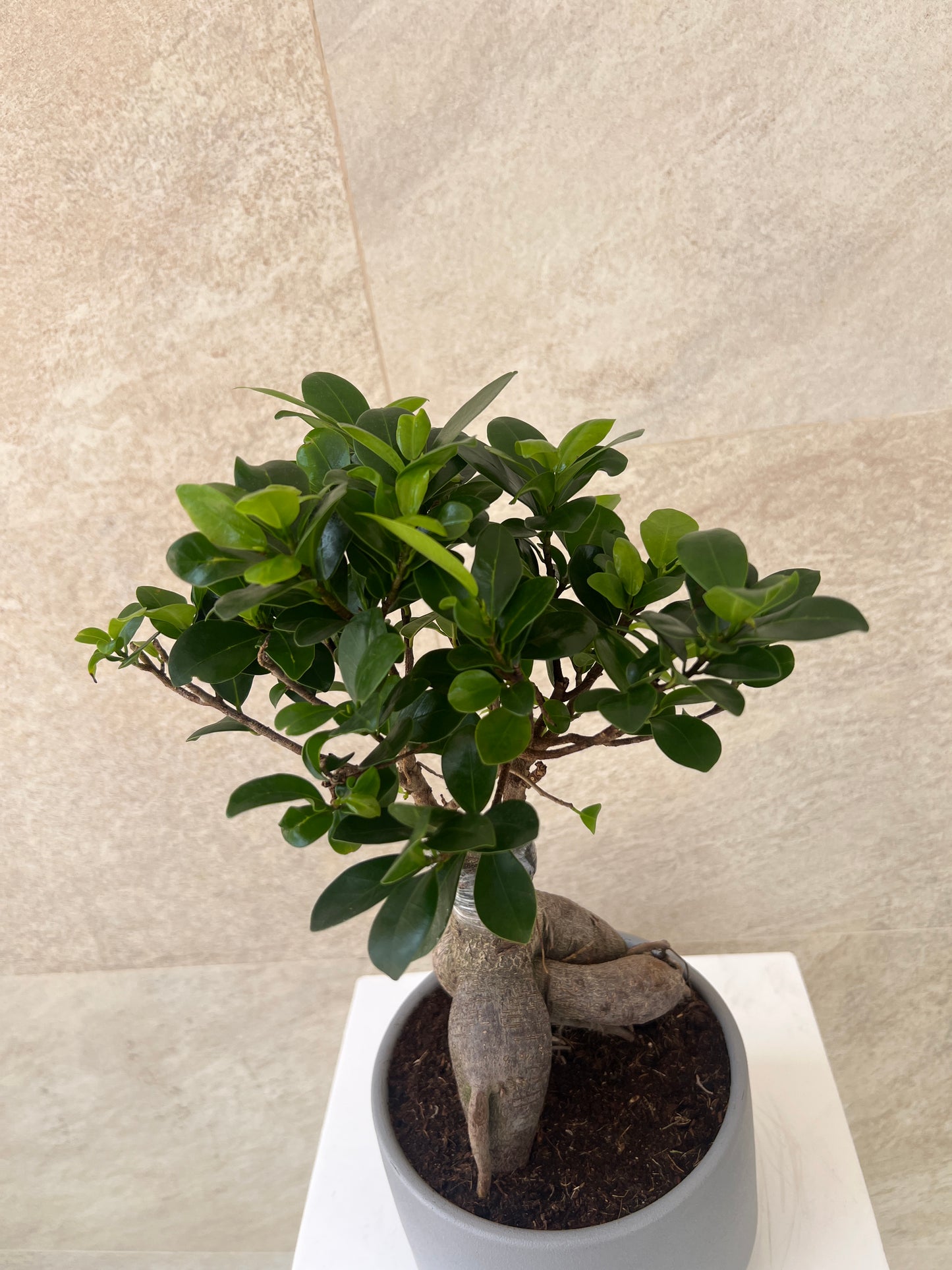 Ficus Bonsai Plant in Ceramic Pot