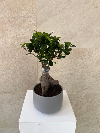 Ficus Bonsai Plant in Ceramic Pot