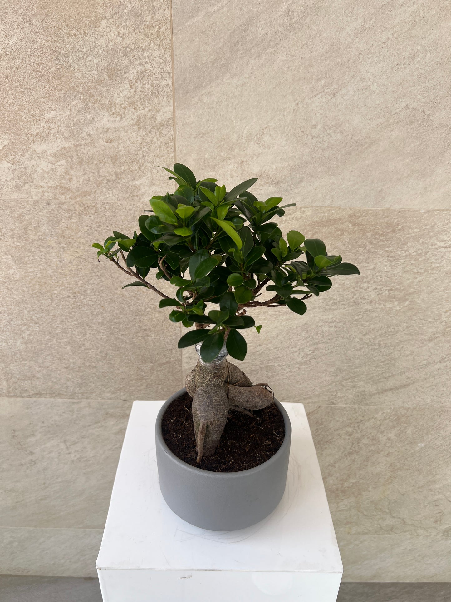 Ficus Bonsai Plant in Ceramic Pot