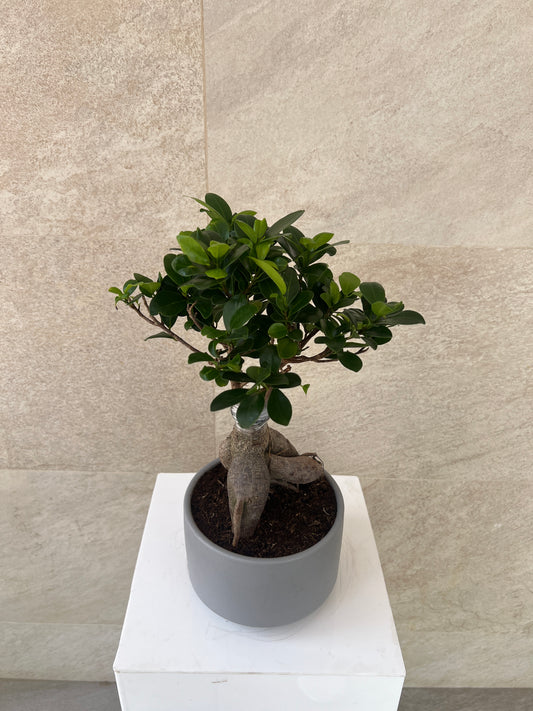 Ficus Bonsai Plant in Ceramic Pot
