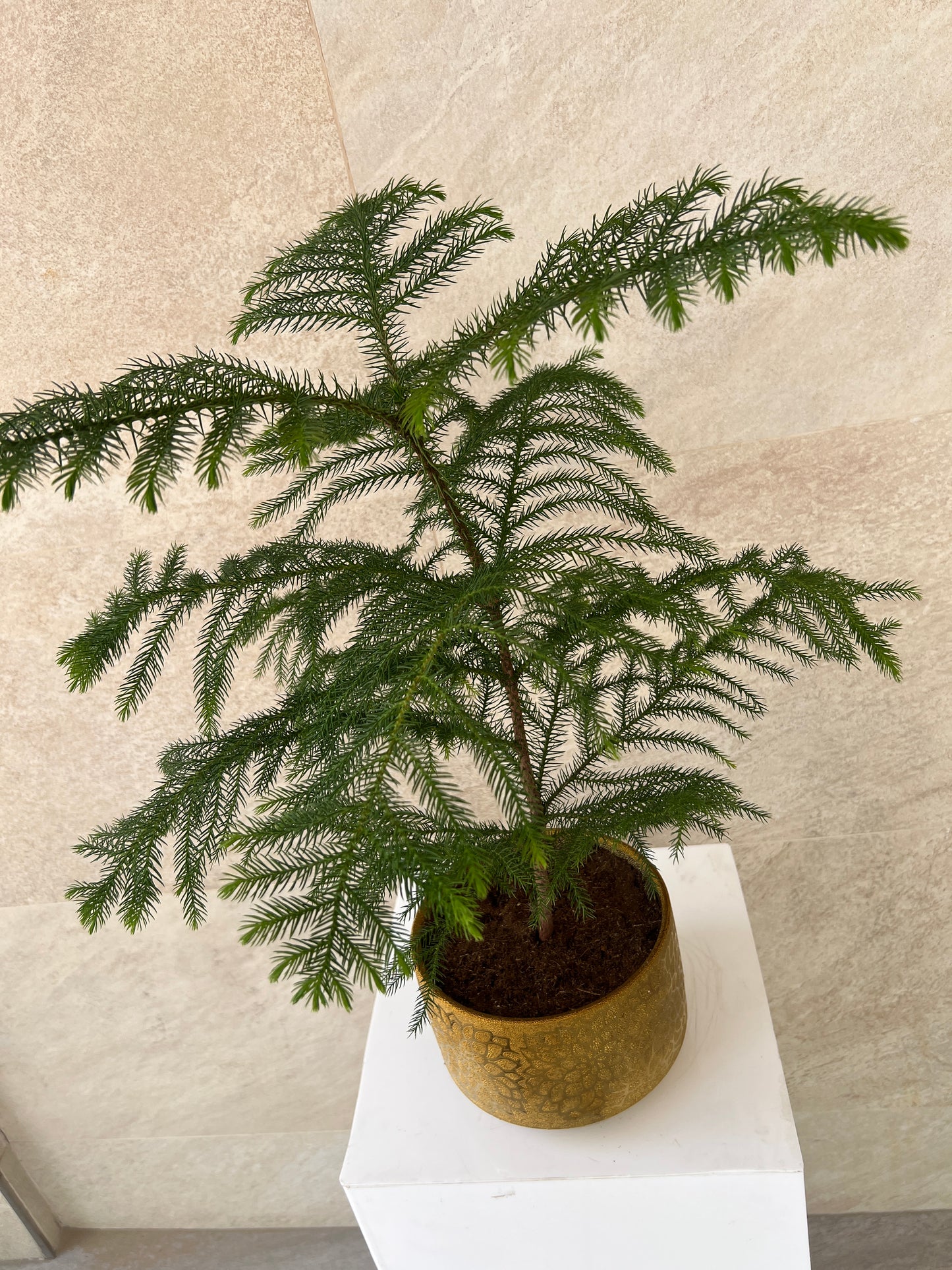 Araucaria Heterophylla Plant in Gold Pot