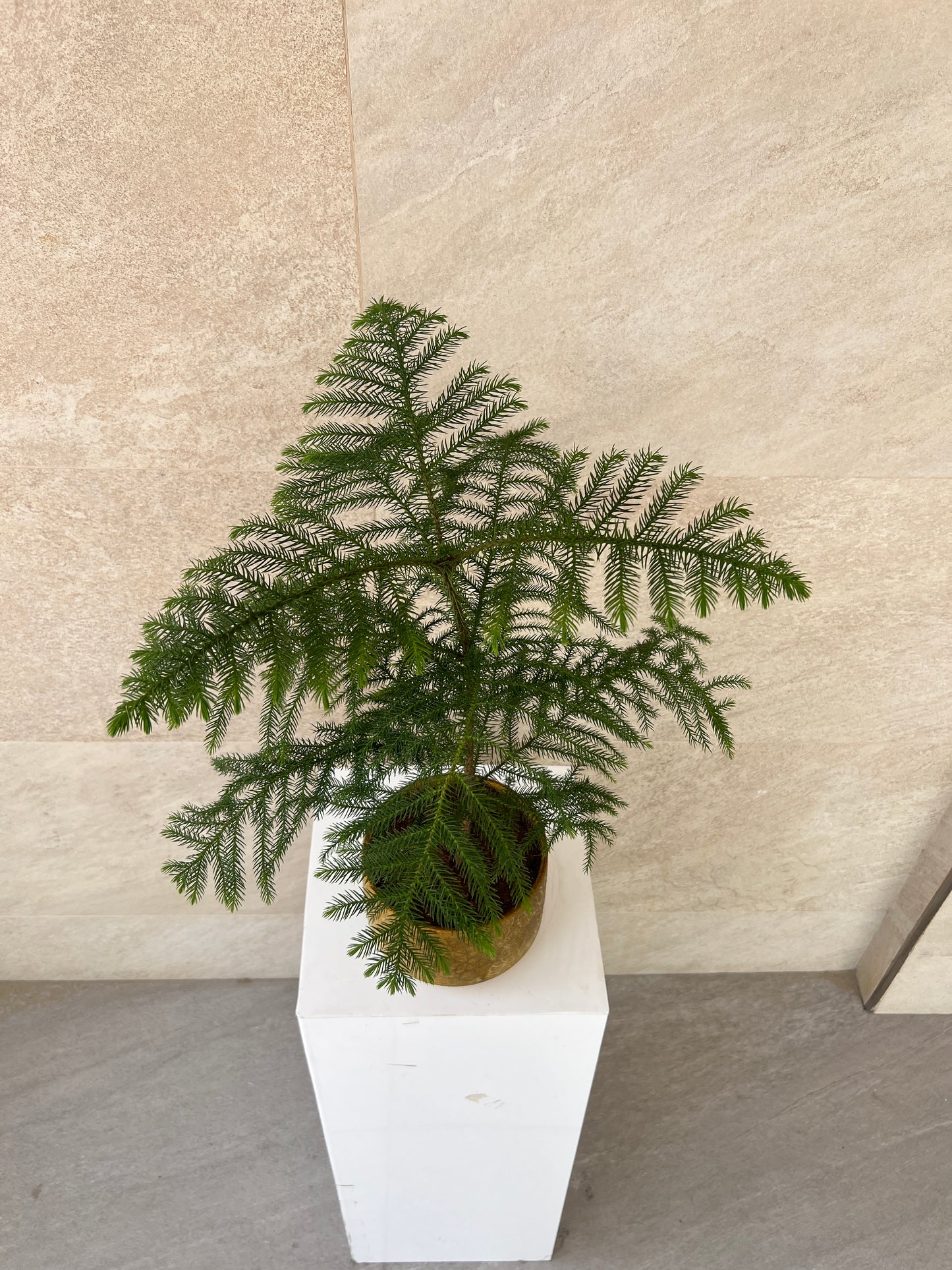 Araucaria Heterophylla Plant in Gold Pot