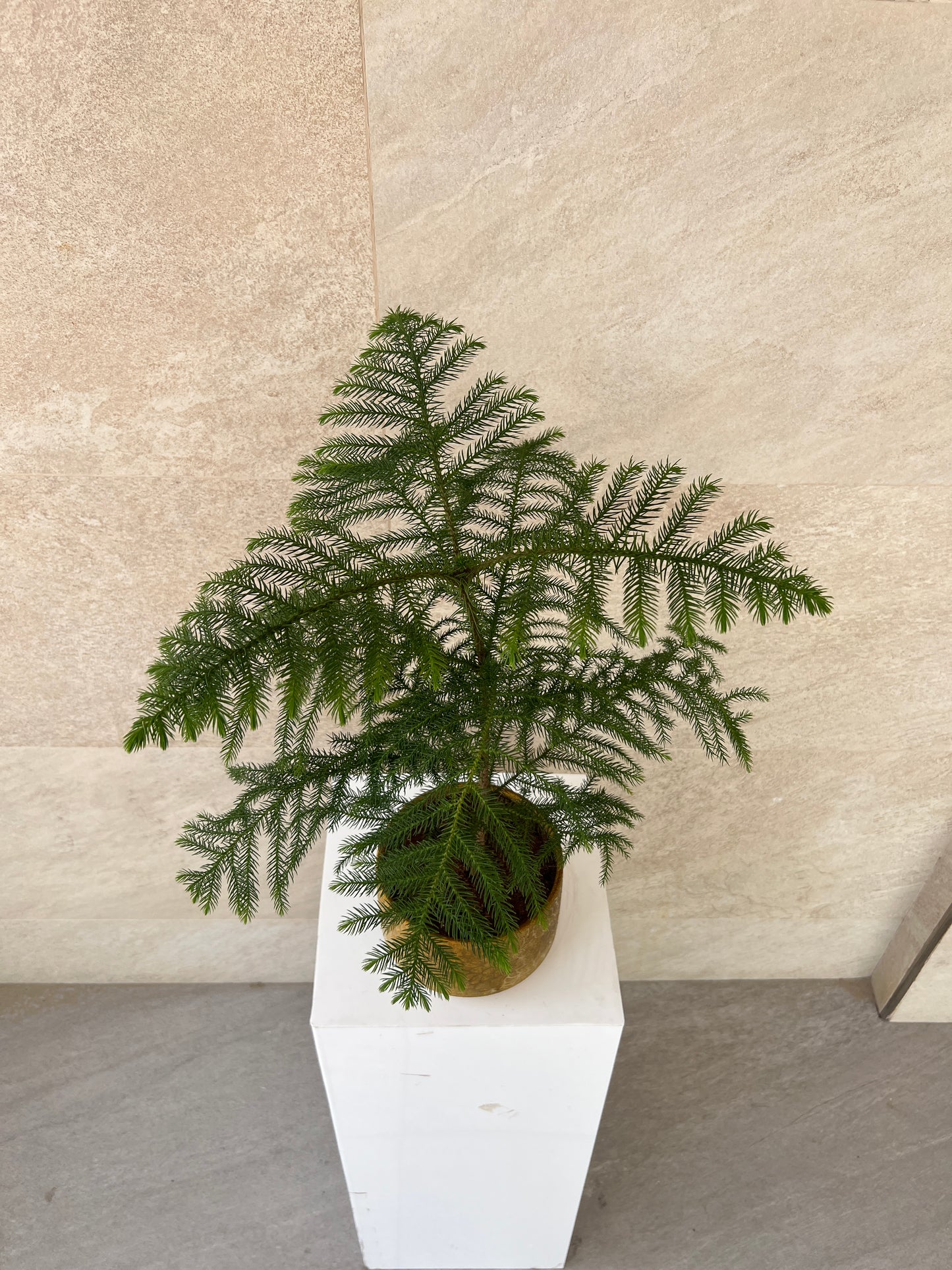 Araucaria Heterophylla Plant in Gold Pot