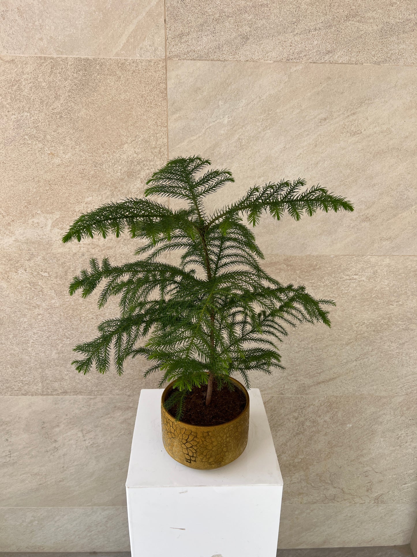 Araucaria Heterophylla Plant in Gold Pot