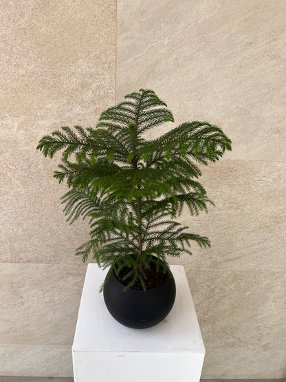 Araucaria Heterophylla Plant