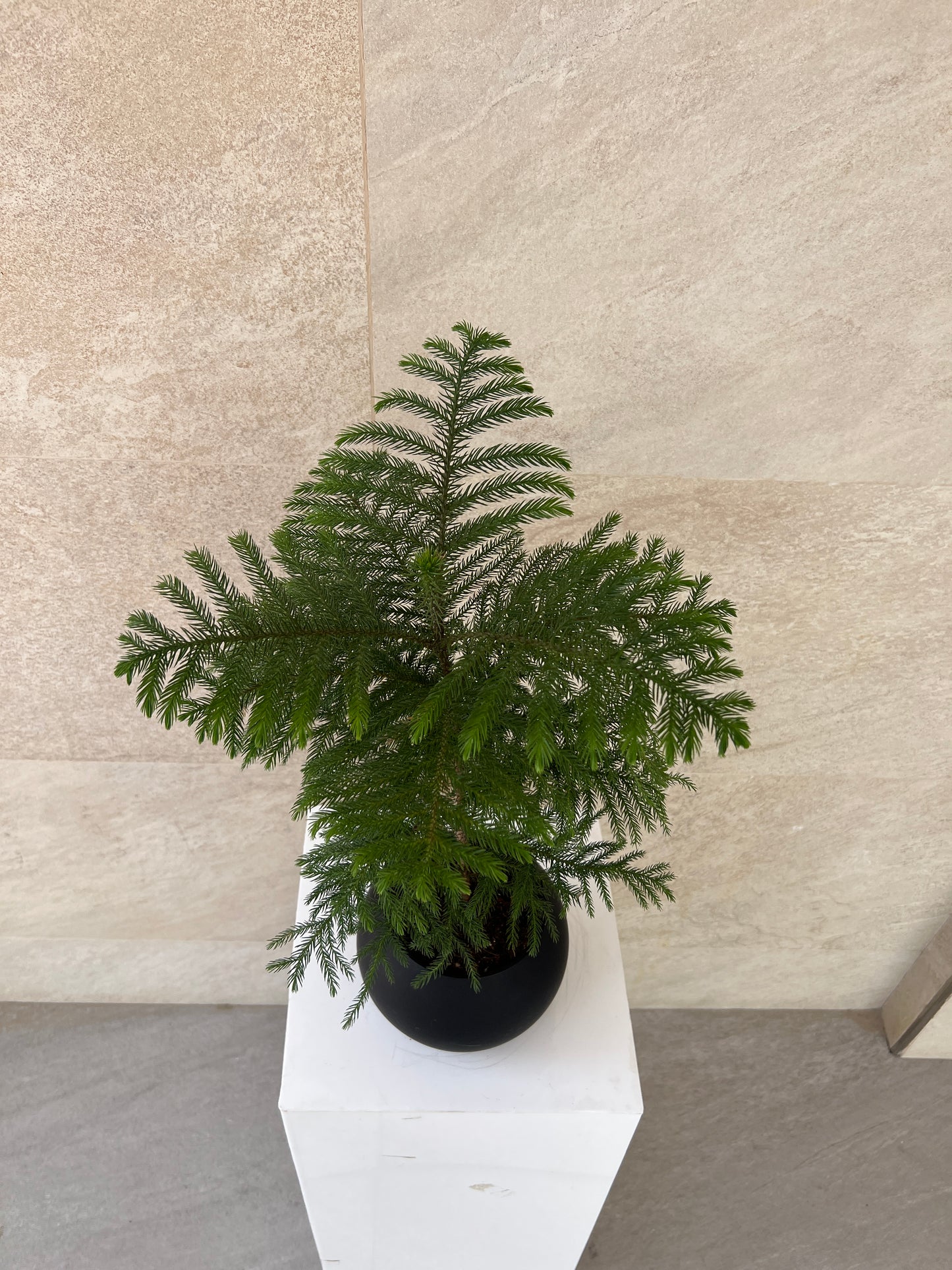 Araucaria Heterophylla Plant