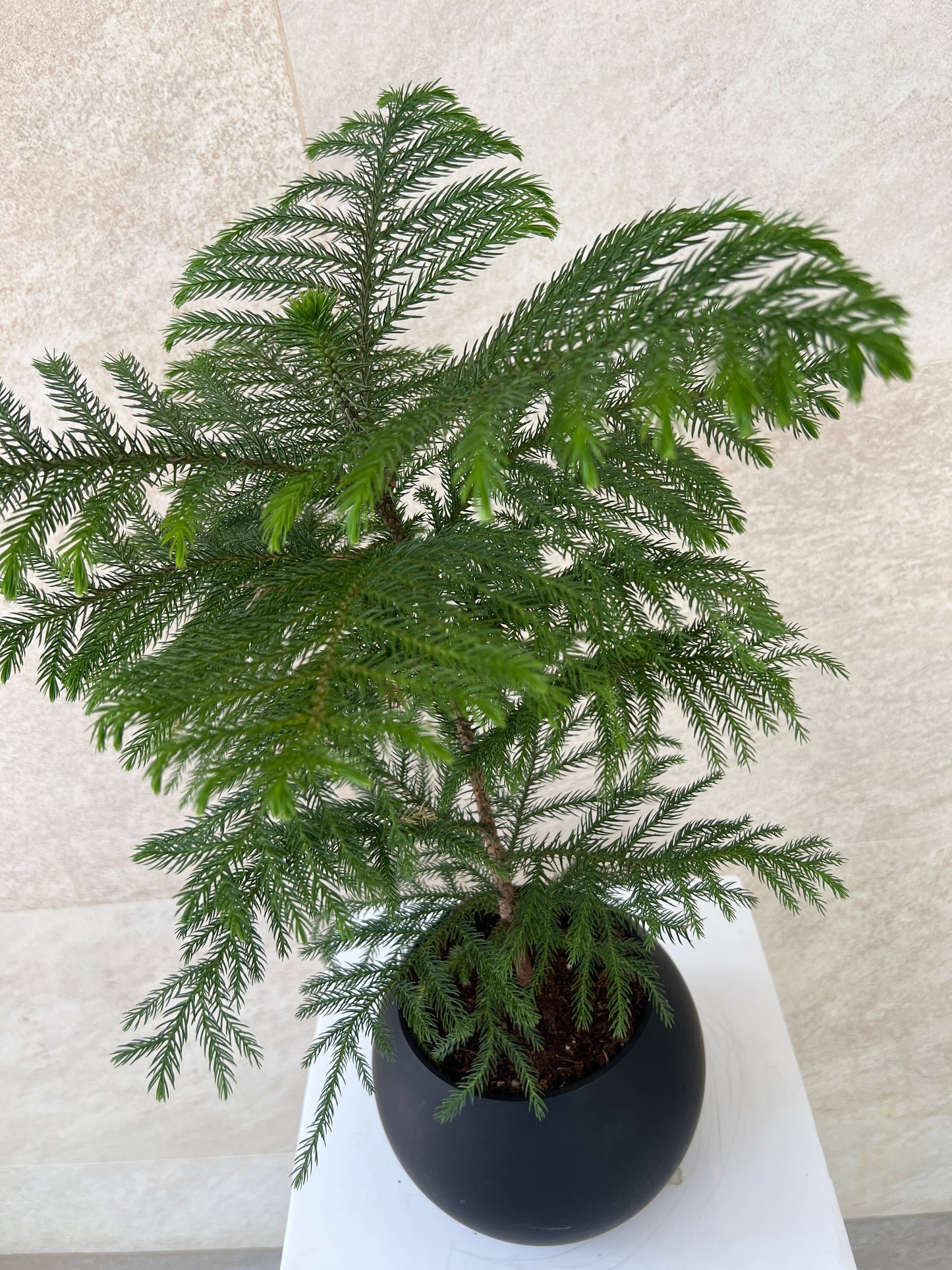 Araucaria Heterophylla Plant