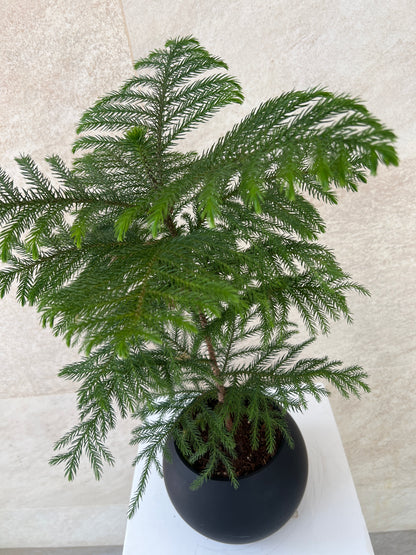Araucaria Heterophylla Plant