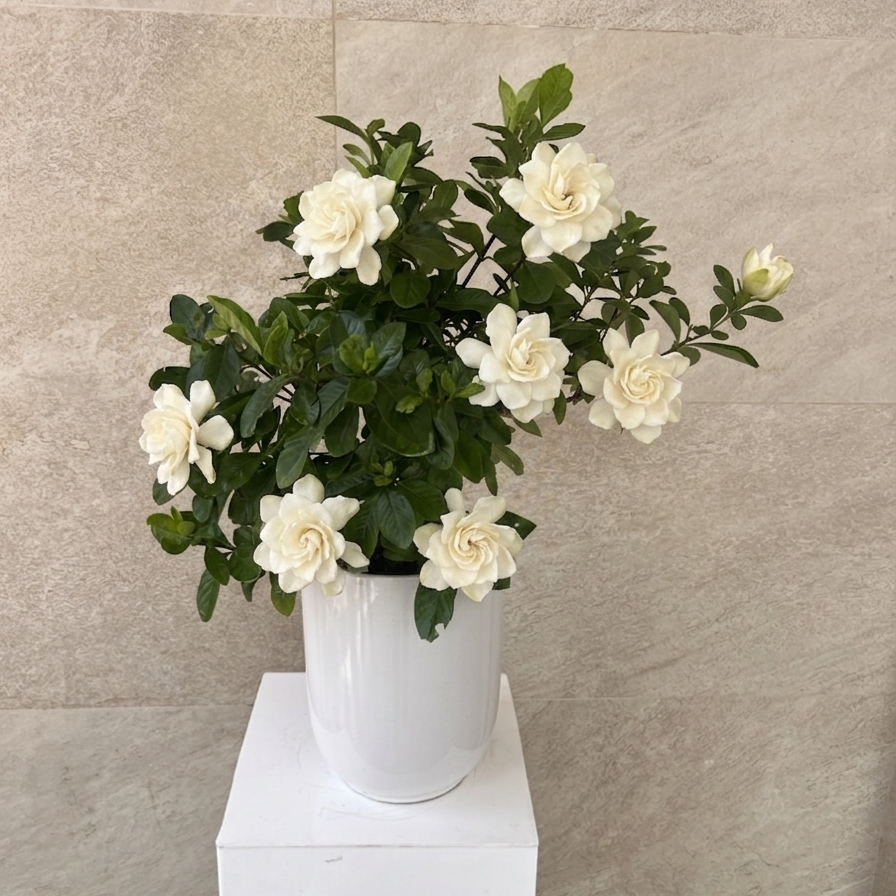 Gardenia Jasminoides in White Ceramic Pot