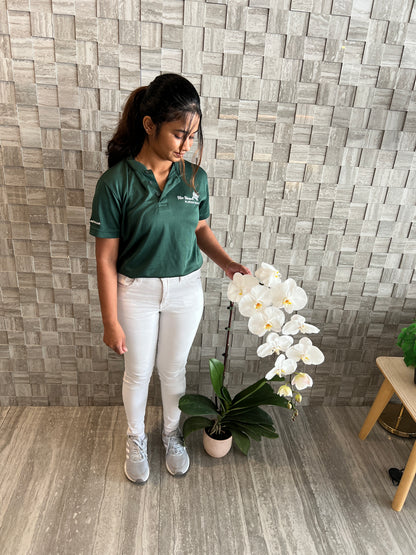 90cm Premium White Orchid (Phalaenopsis) Plant with Pot