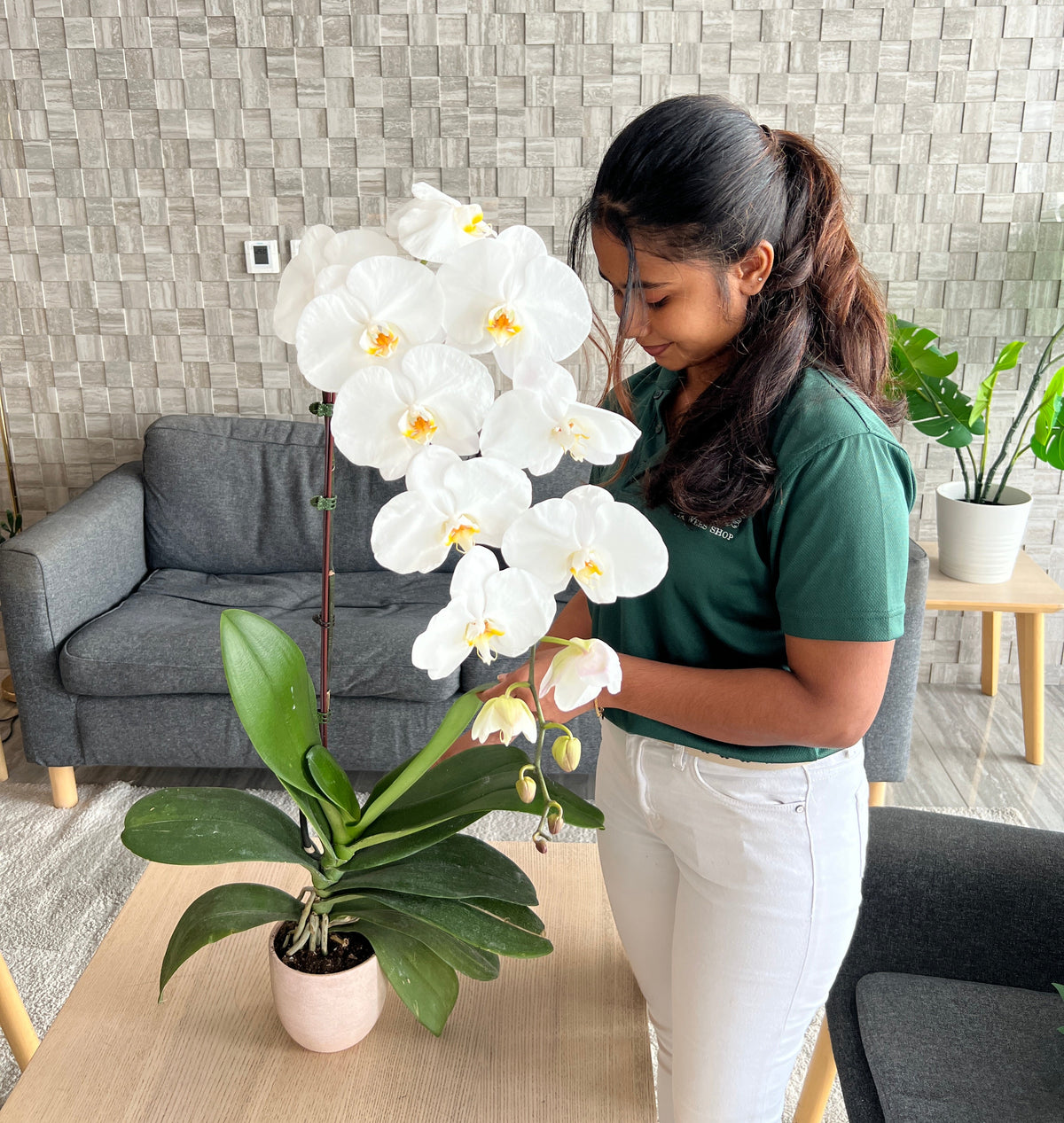 90cm Premium White Orchid (Phalaenopsis) Plant with Pot