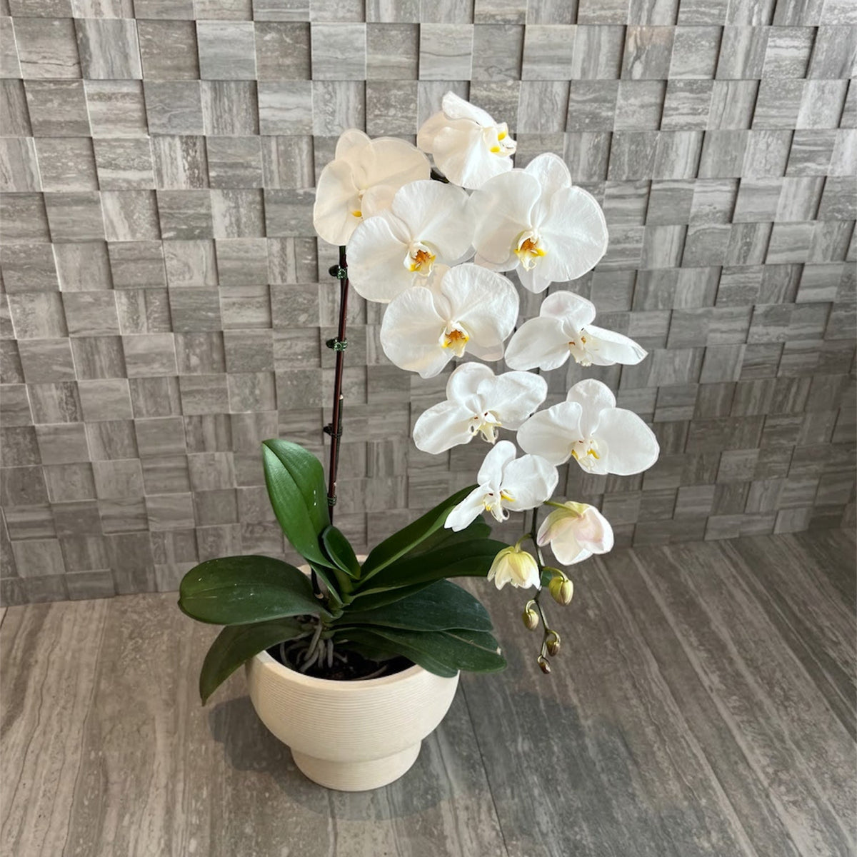 Elegant 90cm Premium White Orchid in Modern Ceramic Pot