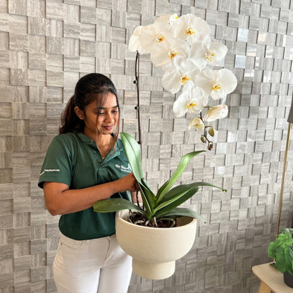 Elegant 90cm Premium White Orchid in Modern Ceramic Pot