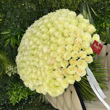 151 White Roses Bunch